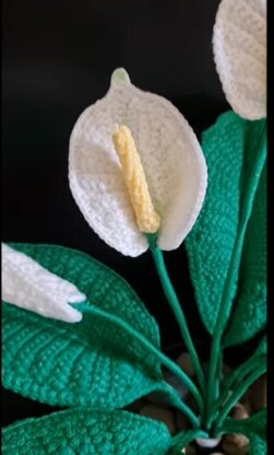 Crochet Peace Lily flowers