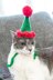 Cat's Elf Hat