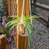 African Flower Plant Hanger