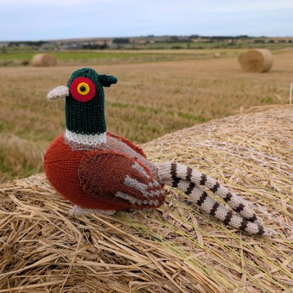 Angus the Pheasant