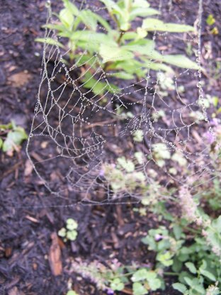 Spider Hat