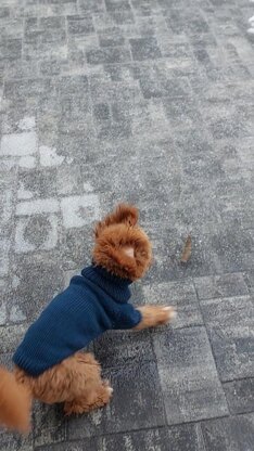 Dog Sweater Charlie No.1