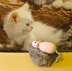 Sugar Mouse Cat Toy