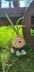 Onion