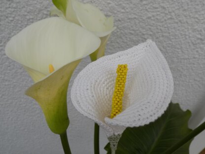 Calla Lily/Arum Lily Flower