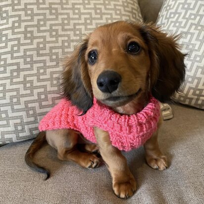 Dog Waffle Stitch Sweater - knitting pattern