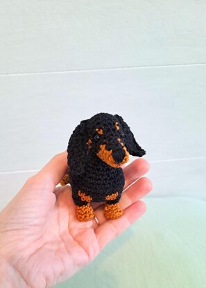 Dachshund