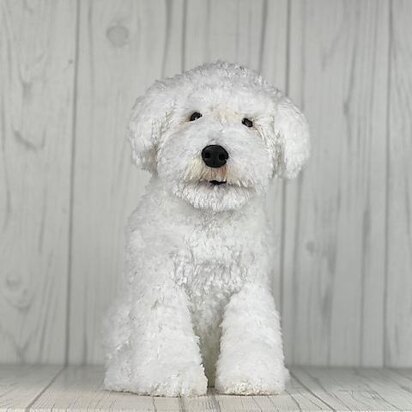 Bichon Dog