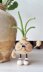 Onion
