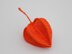 Physalis Plant (Chinese Lantern)