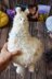 Alpaca with embroidery toy