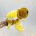 Turtle Fruit Lemon