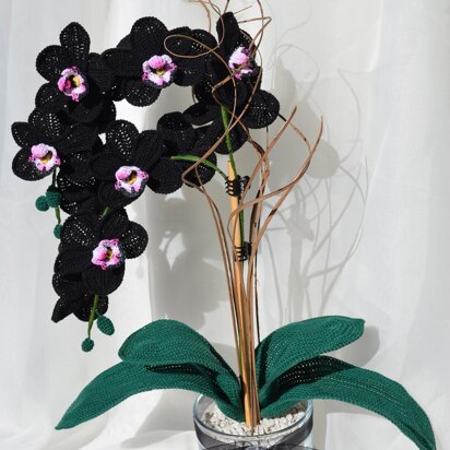 Black Orchid