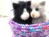 Kala Kitten and bag/basket