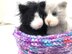Kala Kitten and bag/basket