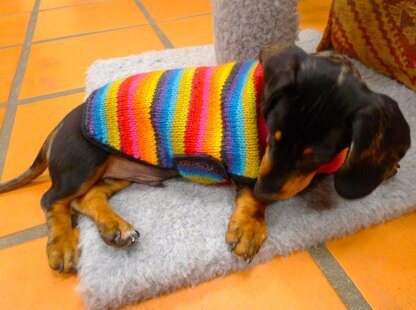 Otto's Coat of Many Colours Dog Coat