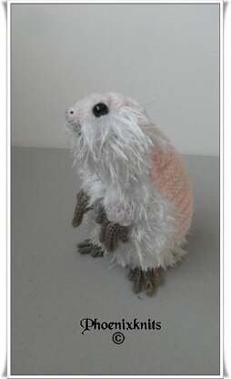 Armo The Pink Fairy Armadillo