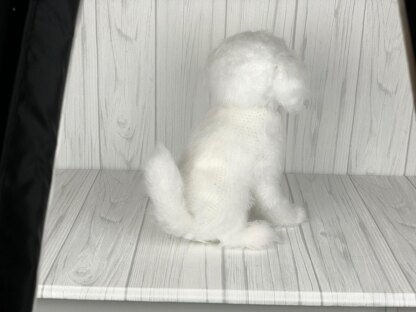 Maltese Puppy