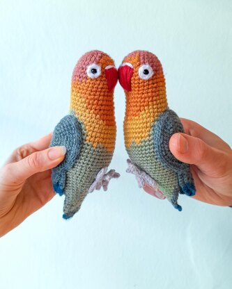 Fischer's Lovebird
