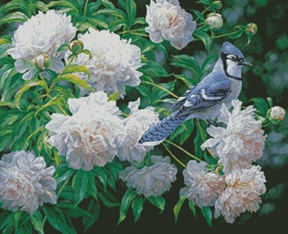 Blue Jay in Peonies - #13356-BH