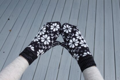 Phlox Mittens