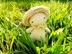 Quinn the little mushroom - critter stitch crochet pattern / amigurumi