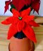 Christmas Poinsettia - Chocolate Orange Cover