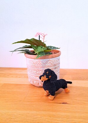 Dachshund