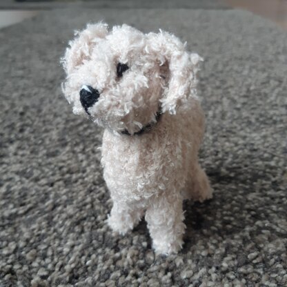 Toy poodle