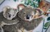 Vervaco Koala Baby Counted Cross Stitch Kit
