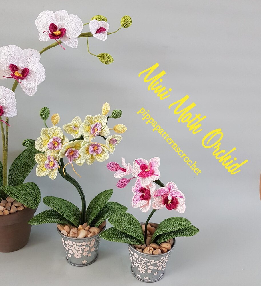 Mini Moth Orchid