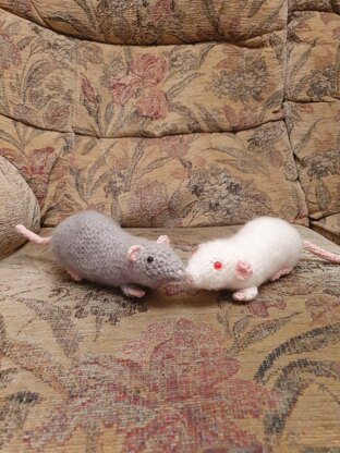 Fancy rats