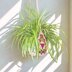 Granny Square Plant Hanger