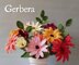 Gerbera