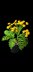 Crochet Tansy flowers