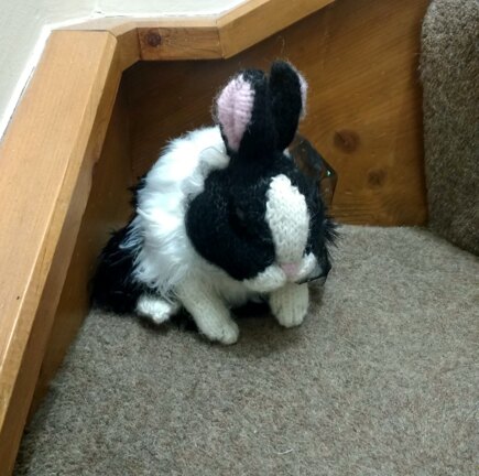 Dutch Rabbit #6