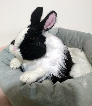 Dutch Rabbit #4