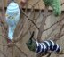 Monarch Caterpillar and Chrysallis