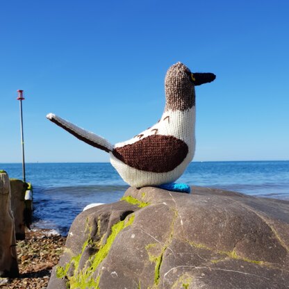 Bryan the Blue Footed Booby