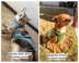 Universal Pet Sweater
