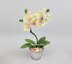 Mini Moth Orchid