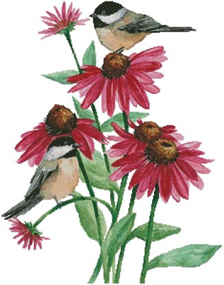 Chickadees on Coneflowers - #13084-MP