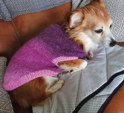 Lolly in her new coat