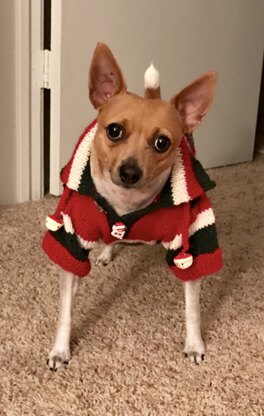 Zorro's "ugly" Christmas sweater