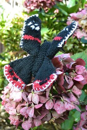 Red Admiral Butterfly