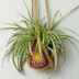 Sun Plant Hanger