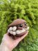 Plush Roly Poly Pill Bug