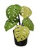 Monstera  Swiss Cheese plant