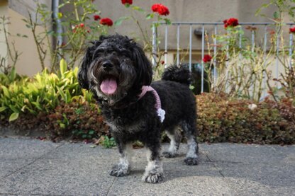 Häkelanleitung Geschirr für kleine Hunde