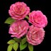 Handel Rose